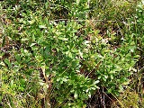 dwarf live oak shrub a floridian native plant