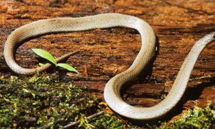 smooth earth snake