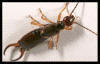 Florida Earwig bug