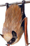 The eastern pipistrelle, Florida's smallest bat, is a dainty yellowish- to light-brown-colored bat found throughout most of the state.