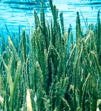 eelgrass, a submersed native plant found in Florida lakes and streams