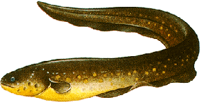 The electric eel is one of Florida's Prohibited Aquatic Fish