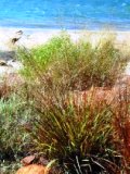 florida native elliotts love grass