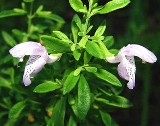 Etonia Rosemary, an endangered plant in Florida