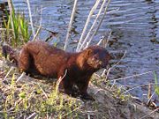 everglades mink found in Florida