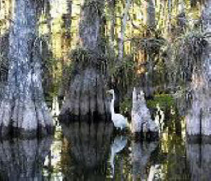 bald cypress trees seen in the Florida everglades