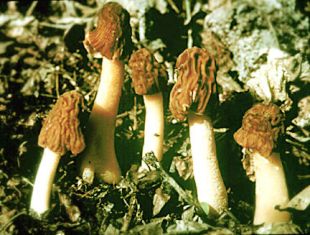 false morel mushroom, a very poisonous mushroom