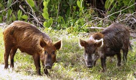 Feral pigs raoming the state of Florida