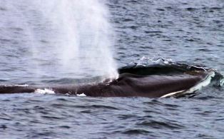  Fin whales feed mainly on small shrimp-like creatures called krill or euphausiids and schooling fish