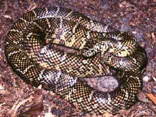 Florida King Snake