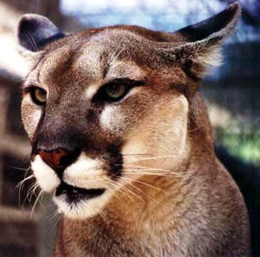 florida panther one of the most endangered species in the the state of Florida