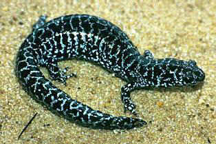 Flatwoods salamander listed as a species of concern in Florida