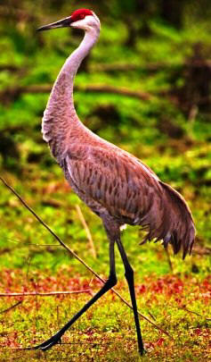 Florida sandhill crane, a threatened bird in the state of Florida