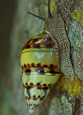 Florida tree snail