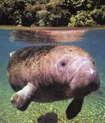Florida's West Indian Manatee swimming near Crystal River Florida