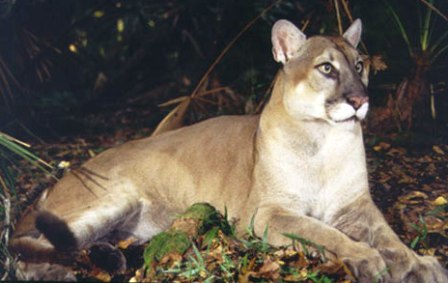 Florida panther resting in a dry hammock in South Florida