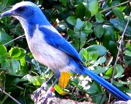 Florida scrub jay bird is listed as threatened in the state of Florida