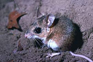 Florida mouse on Floridian Nature
