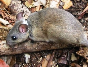 A subspecies of the Florida woodrat is the Key Largo woodrat, an endangered species  found only in the Florida keys