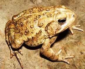 Fowler's Toad in Florida
