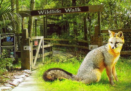 red and gray fox are just a few of the native animal found at Homossassa Springs State Wildlife Park
