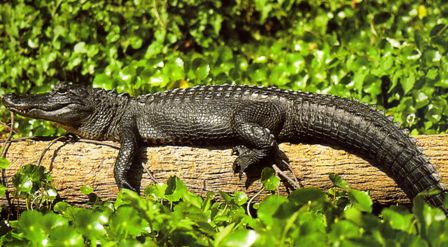 Florida alligator sunning on a log