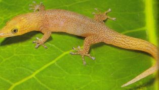 ashy gecko