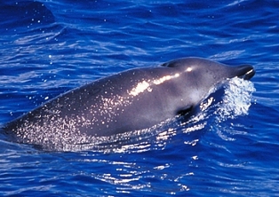 Gervais' beaked whales, sometimes called the "Antillean" or "Gulf Stream beaked whale