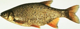 The golden shiner is often found in vegetated ponds and lakes, and sometimes found in slack waters of rivers.