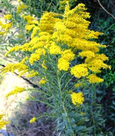 Bative Floridian plant, the golden rods is a great butterfly attractor