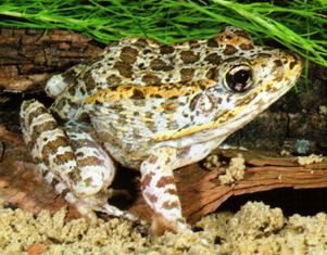 Florida gopher frog, an amphibian of concern in the state of Florida