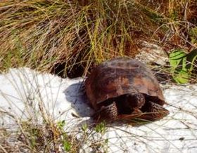 The endangered Florida Gopher Turtle