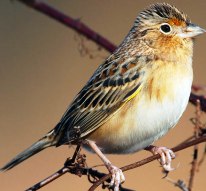 Florida grasshopper sparrow, an endangered bird found in central Florida