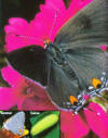 gray hairstreak butterfly