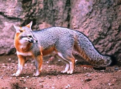 gray fox a native mammal in Florida