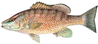 gray snapper found off the coast of Florida