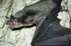 Florida  gray bat an endangered mammal in Florida