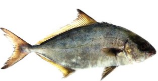 greater amberjack fish in marine waters of Florida