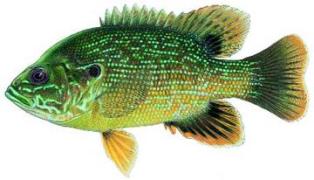 Green sunfish,  a Florida prohibited aquatic fish.