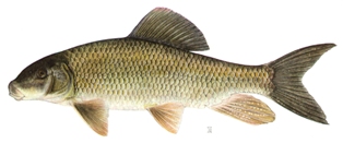 The grayfin redhorse is restricted to the Apalachicola River drainage of Florida, Georgia and Alabama.