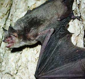 the gray bat, an endangered species in the state of Florida