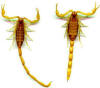 Giana striped scorpion