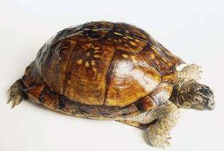 Florida Gulf Coast Box Turtle