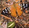 hackberry butterfly