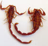 Florida hentz striped scorpion