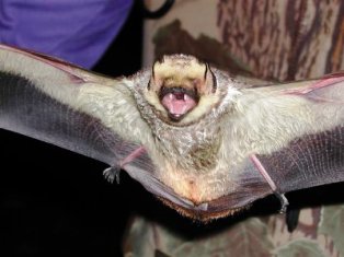 The hoary bat is one of Florida's most beautiful bats