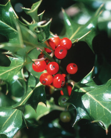close up view of toxic holly plant found in Florida