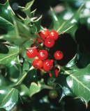 bright christmas holly a toxic plant for humans