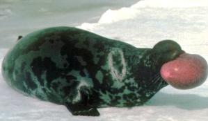 Adult hooded seals have black heads and silver-gray coats with dark blotches of varying sizes and shapes across their bodies.