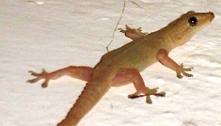 common house gecko